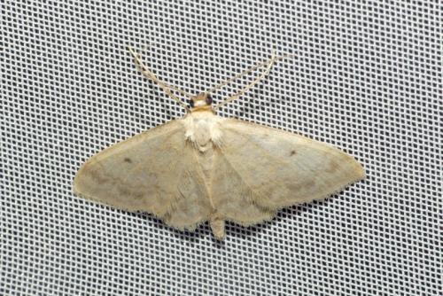 Réf. 240 114 : Idaea biselata